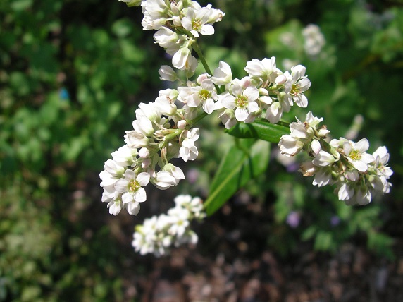 Voedwel, natuurlijk voedingsadvies, boekweitbloem